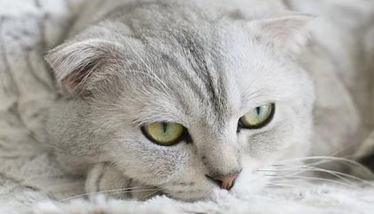 昆明最新公积金卡提取现金方法app方法分析(最方便真实的昆明公积金卡怎样从手机里取出来?方法)